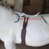 Saddle fitting 92bf0a_3f57c4c0ab9a49baa815f6f63ca7c324~mv2