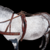 Harnais d’attelage poney B/C